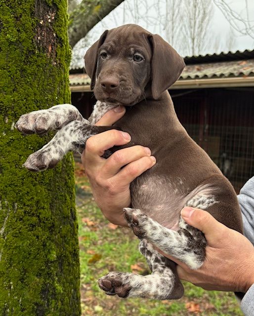 de la Haille au loup - Chiots disponibles - Braque allemand à poil court