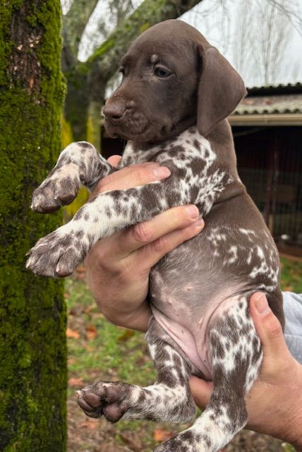 de la Haille au loup - Chiots disponibles - Braque allemand à poil court